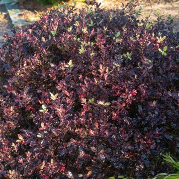 Pittosporum tenuifolium 'Tom Thumb' boule Meilland Richardier