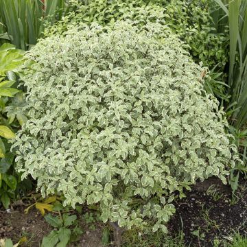 Pittosporum tenuifolium 'Variegatum' Meilland Richardier