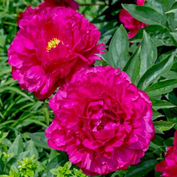 Pivoine lactiflora hybride Félix Crousse