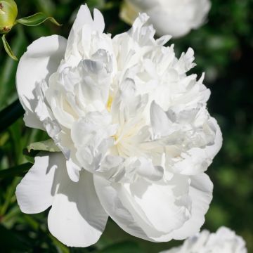 Pivoine lactiflora Immaculée