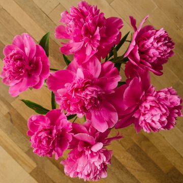 Pivoine lactiflora Hybride Karl Rosenfield, pivoines Meilland Richardier Pivoine lactiflora Hybride Karl Rosenfield, pivoines Meilland Richardier