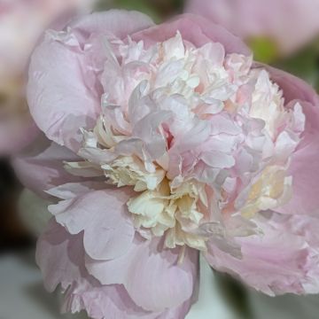 Pivoine lactiflora Madame Calot