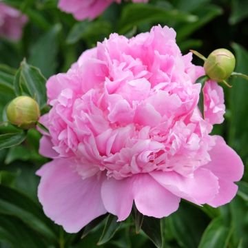 Pivoine lactiflora Monsieur Jules Elie