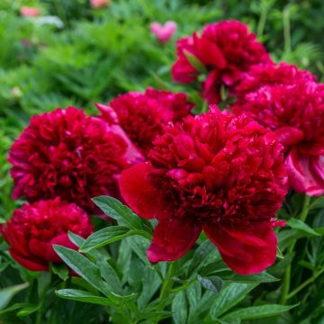Pivoine lactiflora Red Charm