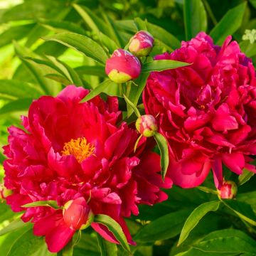 Pivoine officinale Rubra Plena