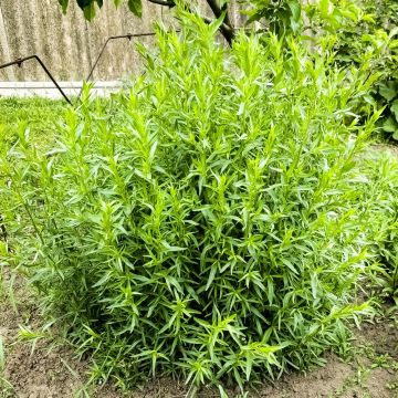 Plant d'Estragon