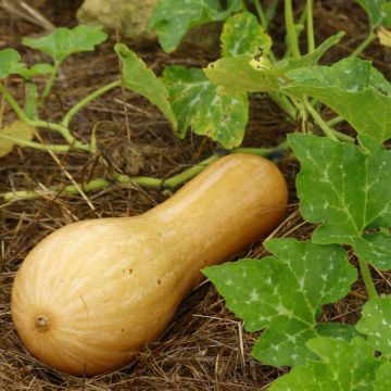 Plant de Courge musquée Longue de Nice