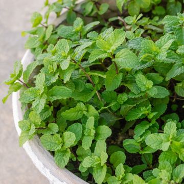 Menthe marocaine ou Mentha spicata 'Nanah'