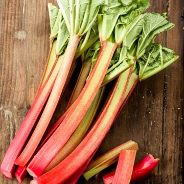 Rhubarbe