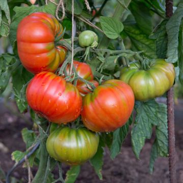Tomate Buffalo Steack F1