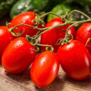 Tomate allongée Colibri F1 type Roma