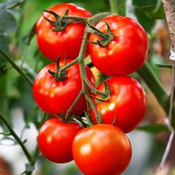 Plant de Tomate Maestria Hybride F1