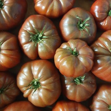 Tomate Noire de Crimée