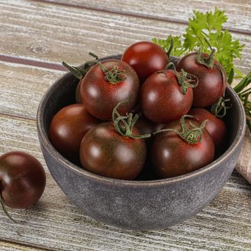 Tomate cocktail Black Cherry