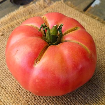 Plant de tomate Honey Moon F1 type Rose de Berne