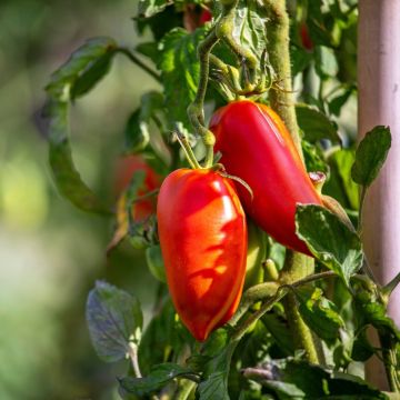 Plant de tomate Licorna F1 (type Andine Cornue) greffé