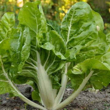 Poirée Blonde à carde blanche 2