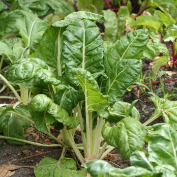 Poirée Verte à couper