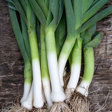 Poireau géant précoce race Major