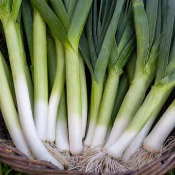 Poireau de Carentan 2