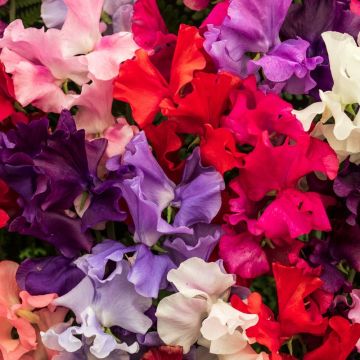 Pois de senteur grimpant Spencer varié