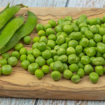 Pois à grains ridés Nain Karina BIO