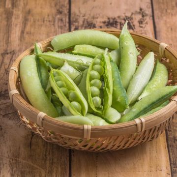 Pois à grains ridés nain Kelvil