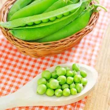 Pois à grains ridés à rames Téléphone à rames