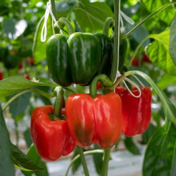 Poivron ou piment doux Yolo Wonder