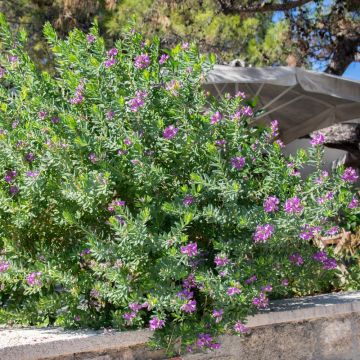 Polygala myrtifolia - Polygale à feuilles de myrte