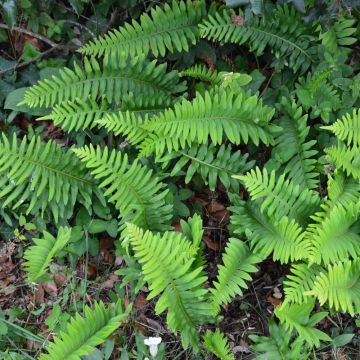 Polypodium vulgare - Fougère - Polypode commun