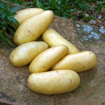 Pomme de terre Amandine