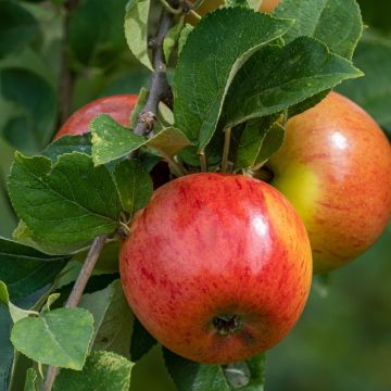 Pommier Reine des Reinettes Pommier Reine des Reinettes
