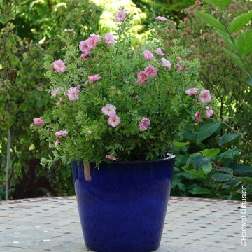 Potentille arbustive DOUBLE PUNCH ® Pink 'Minpopink05'