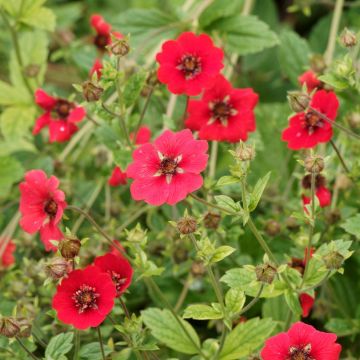 Potentille vivace Atrosanguinea