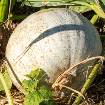Potiron Bleu de Hongrie BIO