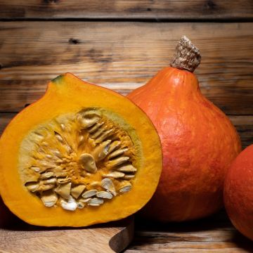 Potiron Potimarron Uchiki Kuri BIO