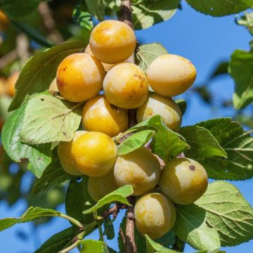 Prunier Mirabelle de Nancy