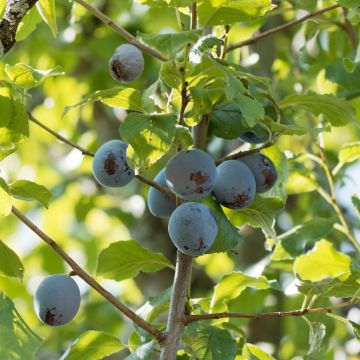 Prunier Quetsche d'Alsace Prunier Quetsche d'Alsace