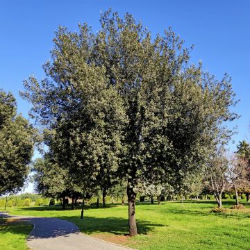 Chêne vert, Quercus ilex Meilland Richardier