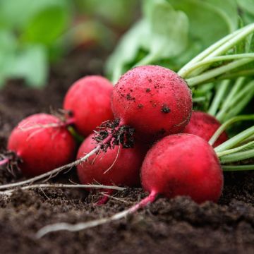 Radis rond écarlate