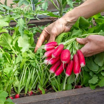 Radis de 18 jours BIO