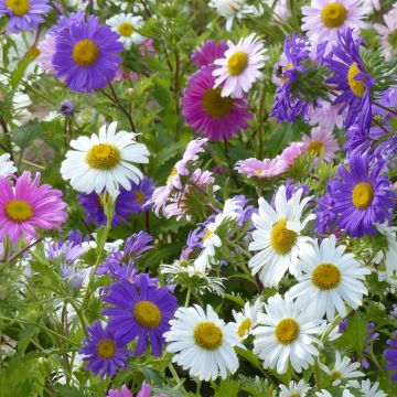 Reine-Marguerite Madeleine variée