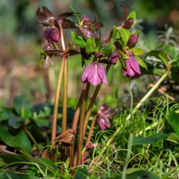 Rose de Noël Purpurascens