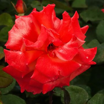 Rosier grimpant Colette Meiroupis