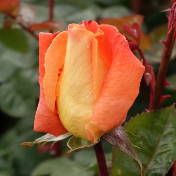 Rosier LOUIS DE FUNES ® Meirestif fleurs