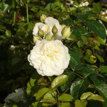 Rosier MARINA PICASSO ® Meidyceus
