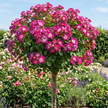 Rosier à fleurs groupées La Sevillana