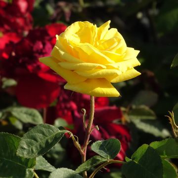 Rosier CARTE D'OR ® Meidresia