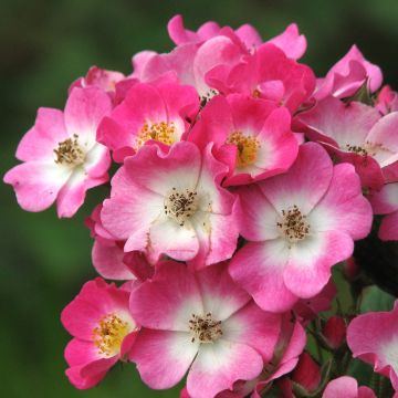 Rosier paysager Mozart